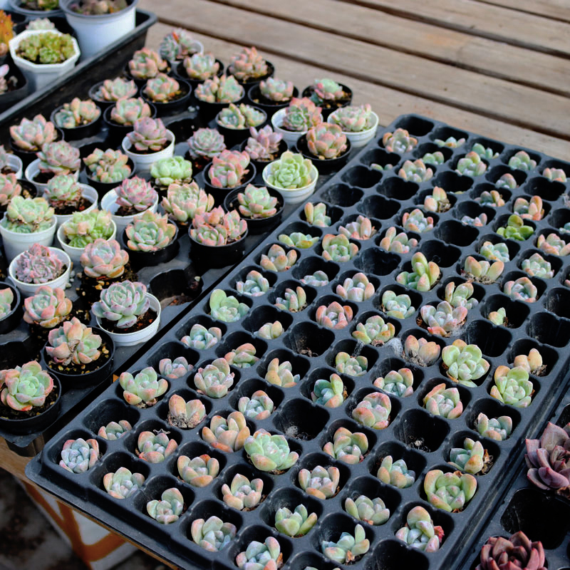 21/32/50/72/98/105/128/200/288 cell Seeding Tray for Planting of succulents